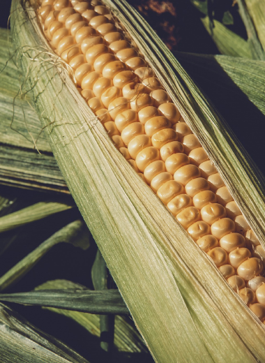 Agriculture Industry